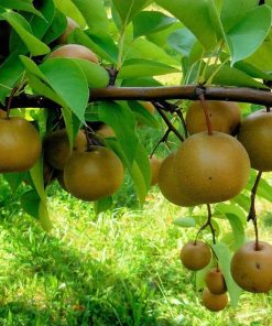 bibit apel pear coklat cangkok Malang