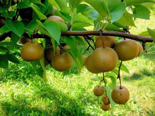 bibit apel pear coklat cangkok Malang