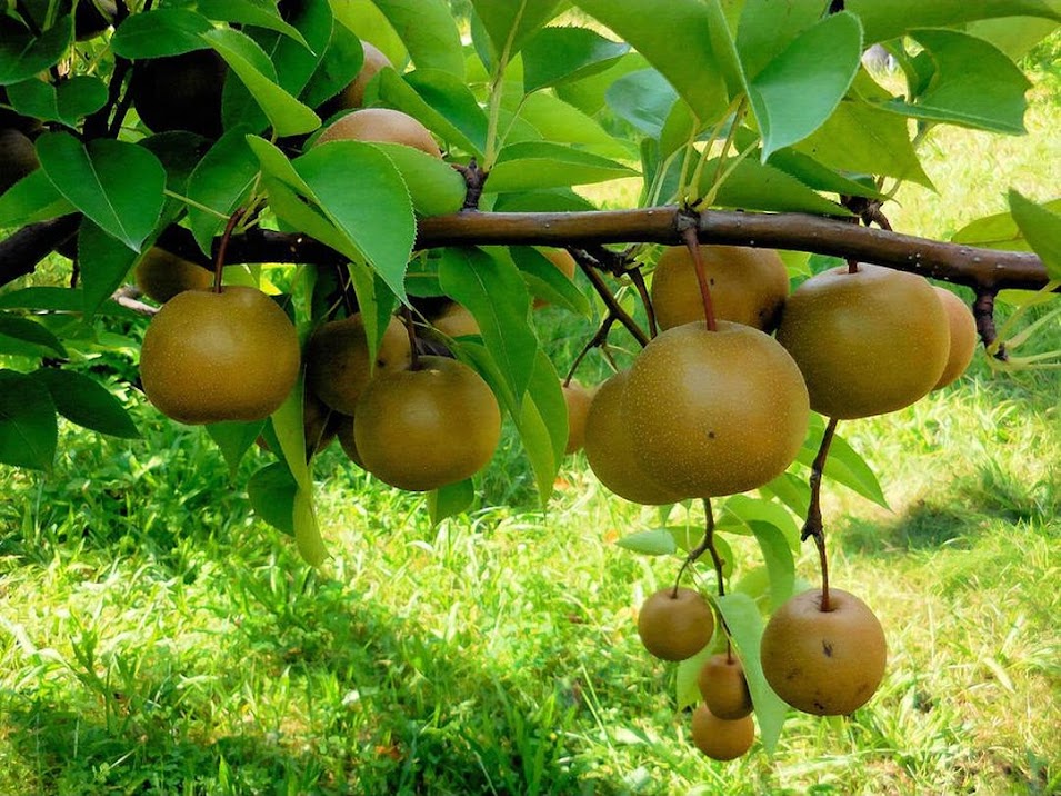 Gambar Produk bibit apel pear coklat cangkok Malang