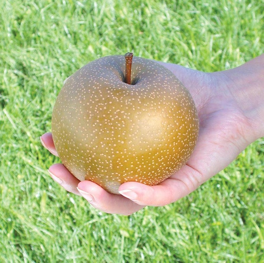 Gambar Produk bibit apel pear coklat cangkok Riau