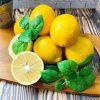 bibit jeruk lemon california berbuah jeruk lemon Padang Sidempuan
