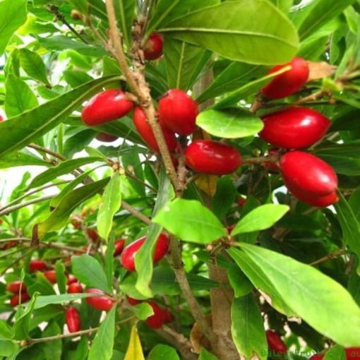 tanaman bibit buah miracle fruit okulasi cepat berbuah Tomohon