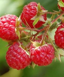 bibit tanaman buah raspberry raspberri rasberri rasberry rusberry Jawa Timur