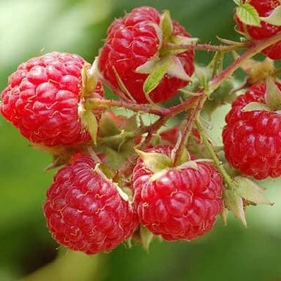 bibit tanaman buah raspberry raspberri rasberri rasberry rusberry Jawa Timur
