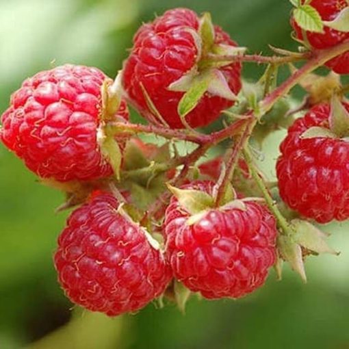 bibit tanaman buah raspberry raspberri rasberri rasberry rusberry Jawa Timur