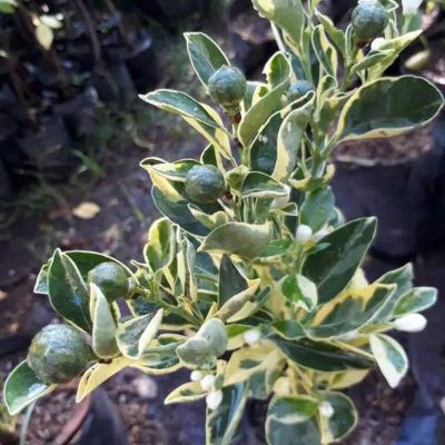 bibit jeruk sunkist variegata berbuah Tual
