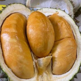 bibit durian duri hitam durian ochee Tarakan
