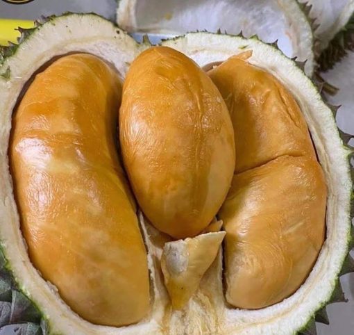 bibit durian duri hitam durian ochee Tarakan