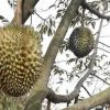 bibit durian monthong jumbo unggul Sumatra Utara