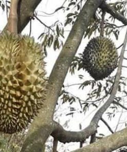 bibit durian monthong jumbo unggul Sumatra Utara