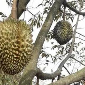 bibit durian monthong jumbo unggul Sumatra Utara