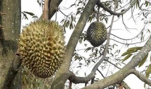 bibit durian monthong jumbo unggul Sumatra Utara