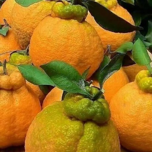 bibit jeruk dekopon super Sulawesi Utara