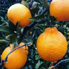 bibit jeruk dekopon super Sulawesi Utara