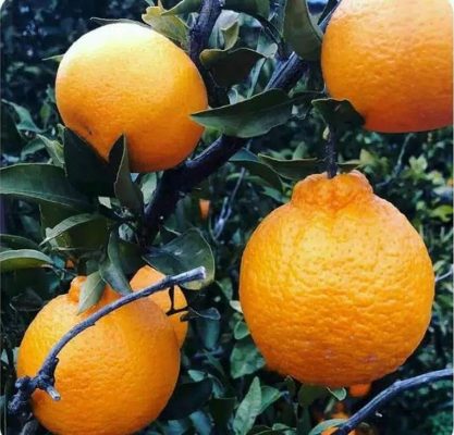 bibit jeruk dekopon super Sulawesi Utara