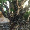 bibit okulasi bibit tanaman anggur brazil buah manis jaboticaba pohon tabulampot r12 kd Jawa Barat