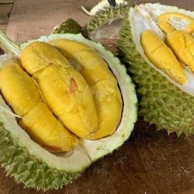 bibit durian musang king kaki 3 tinggi 1 1 5 meter Kalimantan Utara