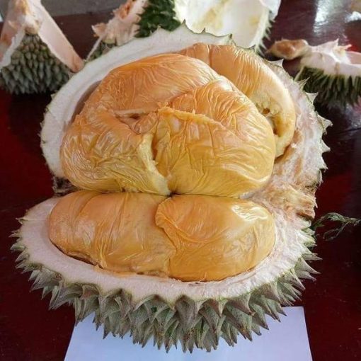 bibit durian musang king bibit durian bibit durian musangking Metro