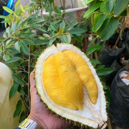 bibit durian musangking kaki tiga super Papua