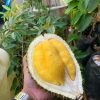 bibit durian musangking kaki tiga super Jawa Tengah