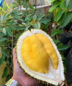bibit durian musangking kaki tiga super Jakarta
