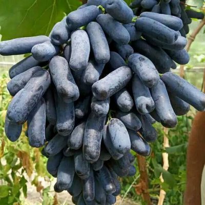 bibit anggur mondrop hasil grafting Kota Administrasi Jakarta Utara