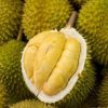 bibit durian bawor okulasi cepat berbuah Papua Barat