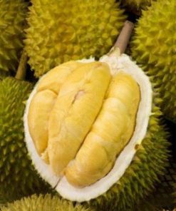 bibit durian bawor okulasi cepat berbuah Papua Barat