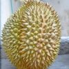 bibit durian petruk super Langsa