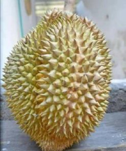 bibit durian petruk super Langsa