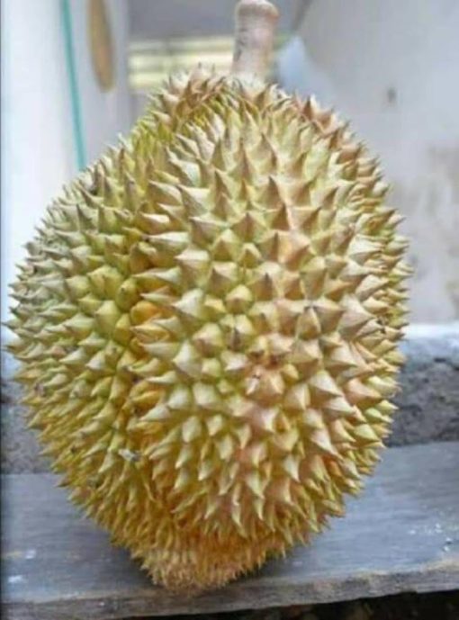 bibit durian petruk super Langsa