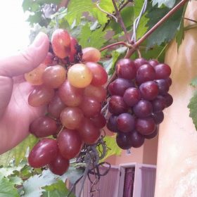 Bibit anggur import jenis Nizina manis Jakarta