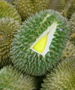 bibit durian musangking kaki 3 tiga Kalimantan Utara