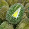 bibit durian musangking kaki 3 tiga Parepare