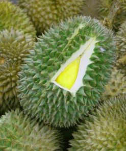 bibit durian musangking kaki 3 tiga Parepare