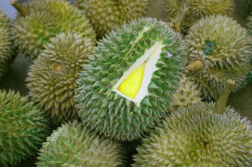 bibit durian musangking kaki 3 tiga Parepare