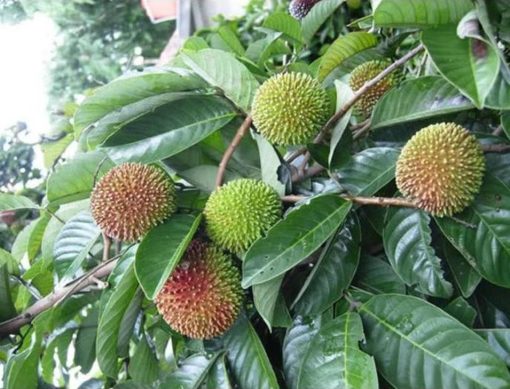 bibit tanaman rambutan rapiah okulasi Semarang