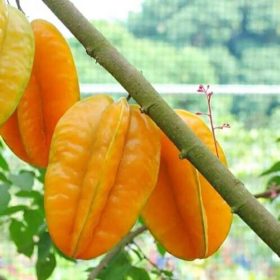 bibit belimbing sembiring manis super Probolinggo