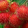 bibit buah rambutan jumbo manis ngelotok zaenal mahang kalimantan asli Bukittinggi