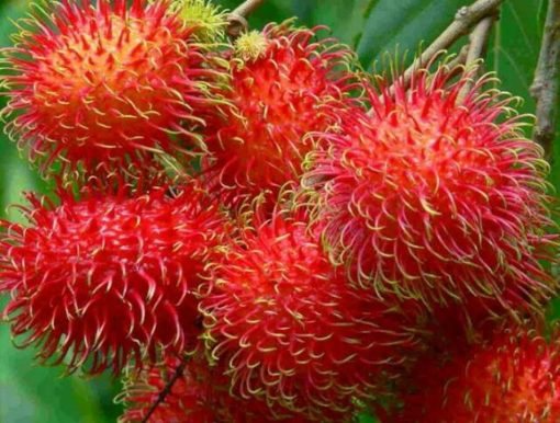 bibit buah rambutan jumbo manis ngelotok zaenal mahang kalimantan asli Bukittinggi