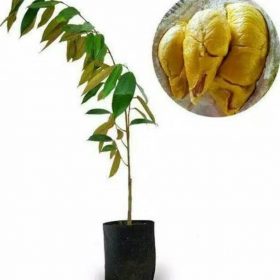 bibit durian oche duri hitam unggul Bogor
