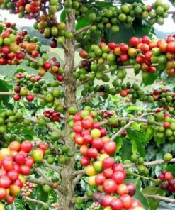bibit tanaman kopi arabika Sabang
