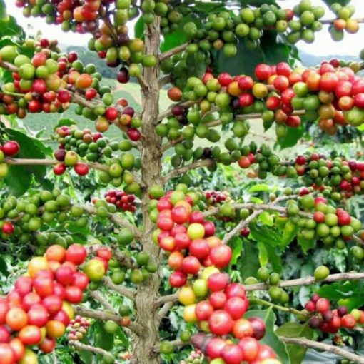 bibit tanaman kopi arabika Sabang