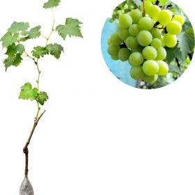 Bibit Buah Anggur Hijau Green Belgium Bukittinggi