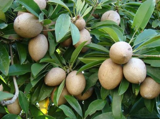v1c bibit tanaman buah sawo manila Probolinggo