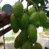 Bibit Anggur Import Dixon COD Jawa Barat