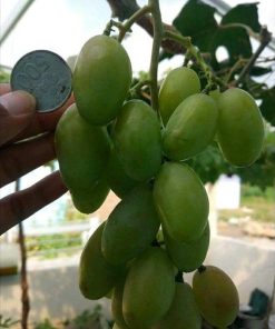 Bibit Anggur Import Dixon COD Jawa Barat