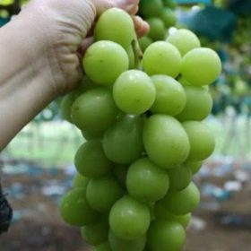 anggur sultan korea dan jepang BIBIT TANAMAN BUAH ANGGUR IMPORT SHINE MUSCHAT Banten