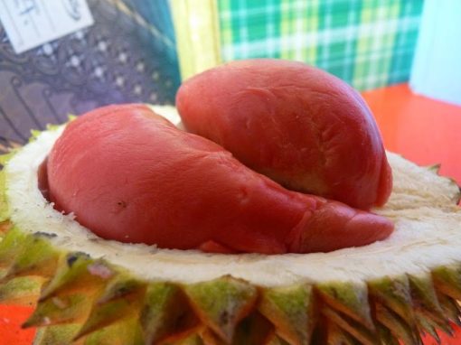 bibit tanaman buah durian merah banyuwangi berkualitas Sumatra Utara