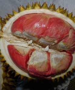 bibit tanaman buah durian merah banyuwangi berkualitas Jawa Tengah